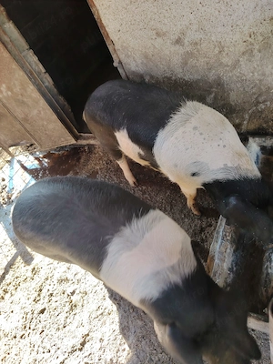 Pietrani de vânzare 140. 180kg   info