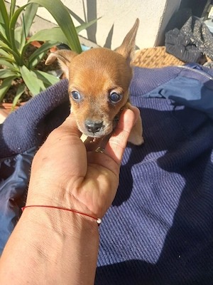 catei chihuahua  - imagine 3