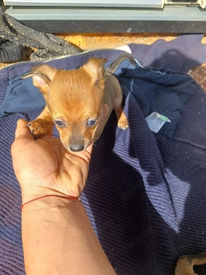 catei chihuahua  - imagine 5