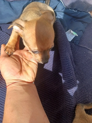 catei chihuahua  - imagine 4