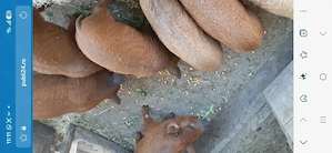 Purcei Mangalita (7 săptămîni).