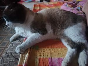 pisic siamez de rasa