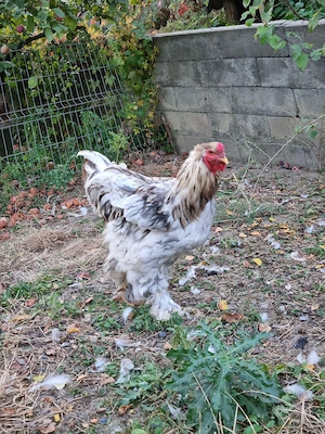 Brahma splash pe albastru - imagine 5