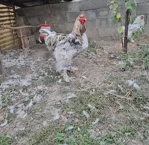 Brahma splash pe albastru - imagine 3