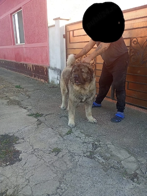 Mascul Ciobanesc Caucazian !