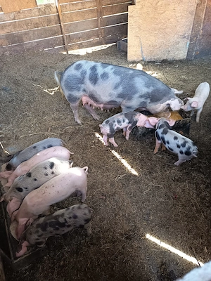 Caută casa noua