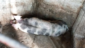 Porc și scroafa de 200kg