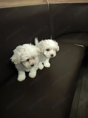 Bichon maltez