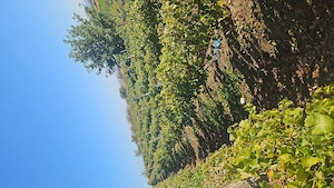 Must de feteasca regala si sauvignon