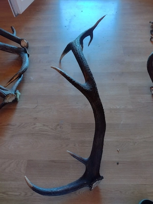vand  Corn 7raze