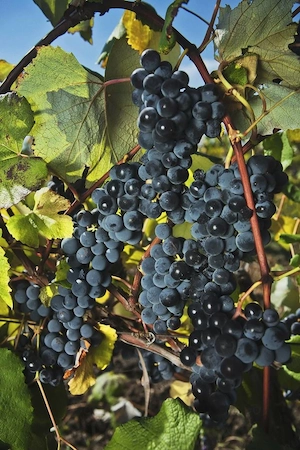 Struguri pt vin de casa