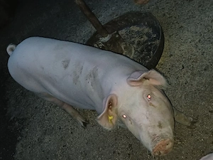 Porci de carne - imagine 2