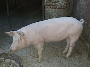 Porci de carne - imagine 4