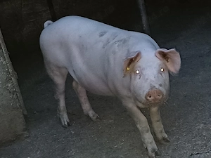 Porci de carne - imagine 3