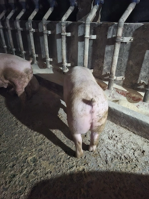 Vând porci crescuți în gospodărie 150kg-190 kg - imagine 4