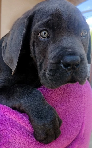 Căței Cane Corso ( Cane Corso Drăgășani)