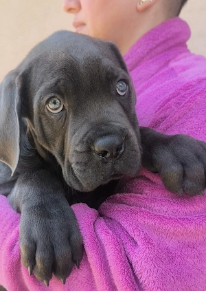 Căței Cane Corso ( Cane Corso Drăgășani) - imagine 5