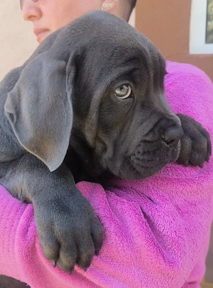 Căței Cane Corso ( Cane Corso Drăgășani) - imagine 3