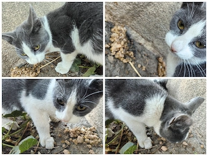 Motănel alb cu gri 