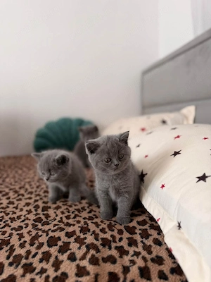 British Shorthair 