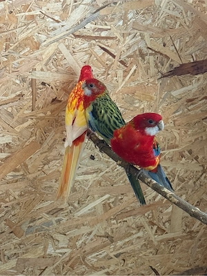 Papagali Rosella - imagine 5