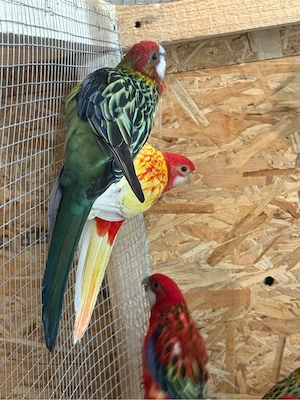 Papagali Rosella