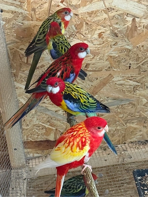 Papagali Rosella - imagine 4