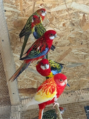 Papagali Rosella - imagine 3