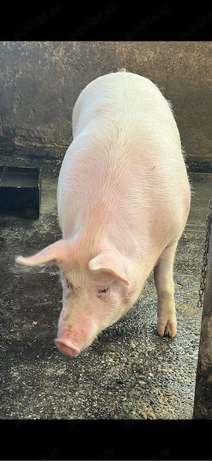 porci Craciun