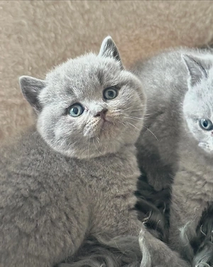 british scottish fold de exceptie - imagine 3