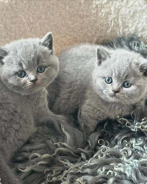 british scottish fold de exceptie - imagine 2