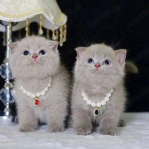 british scottish fold de exceptie - imagine 5