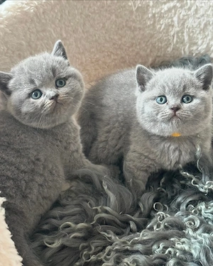 british scottish fold de exceptie - imagine 4