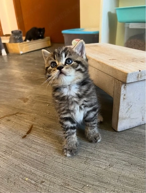 american shorthair 