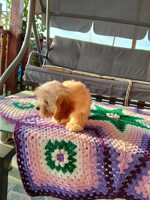Pudal red (Cavapoo) fetite si baeti - imagine 4