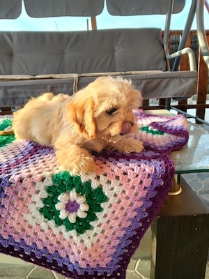 Pudal red (Cavapoo) fetite si baeti - imagine 3