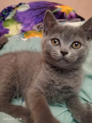british shorthair  - imagine 4