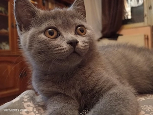 british shorthair  - imagine 5
