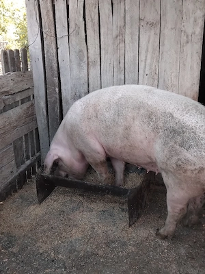 Vând porc 140 - 150 kg, crescut bio în gospodărie   Caracal - imagine 4