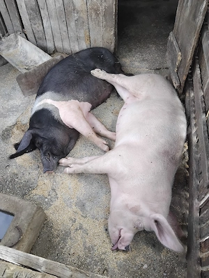 Vând porc 140 - 150 kg, crescut bio în gospodărie   Caracal - imagine 5