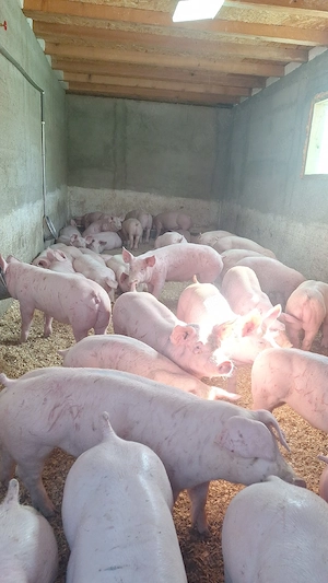 purcei si porci mari - imagine 4