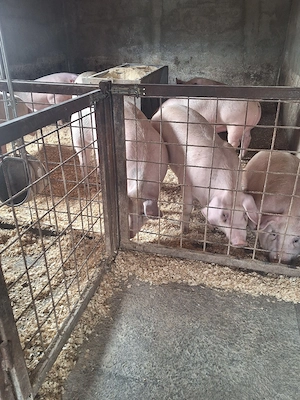 purcei si porci mari - imagine 3