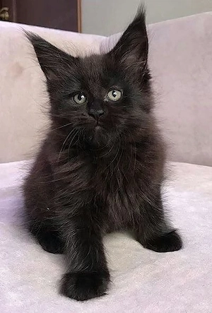 Maine coon puiuți - imagine 2