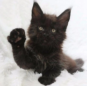 Maine coon puiuți