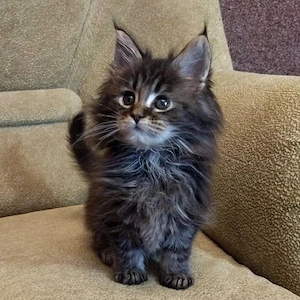 Maine coon pisoiași - imagine 4