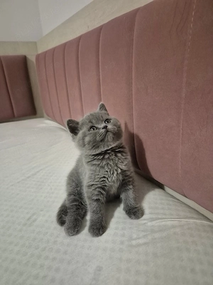 vand pui british Shorthair  - imagine 2