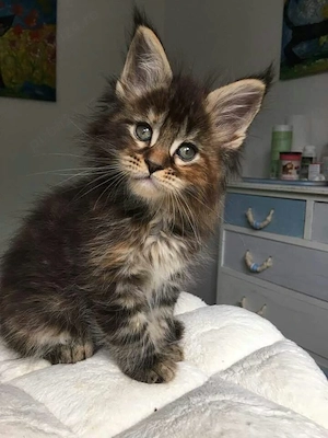 Maine coon pisoiași - imagine 3