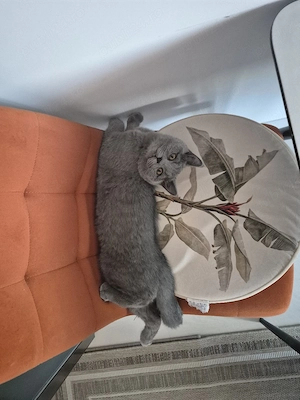vand pui british Shorthair  - imagine 3