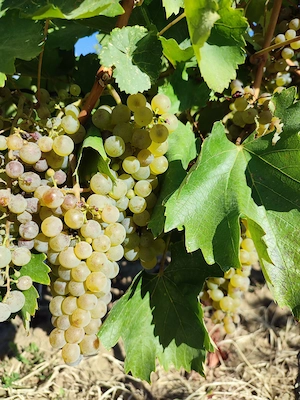 Struguri feteasca regala Pietroasele, Buzau, 2 lei kg