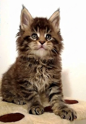 Maine coon pisoiași - imagine 2